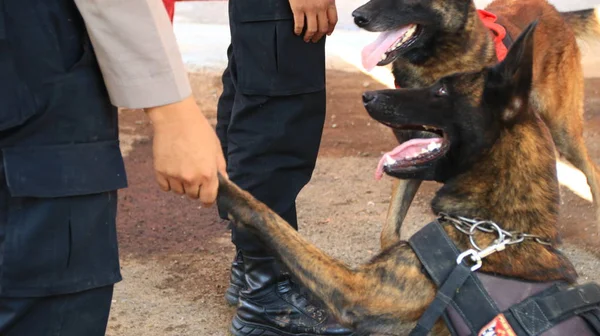 Membro Della Polizia Del Team Specialisti Cani Fiuto Durante Allenamento — Foto Stock