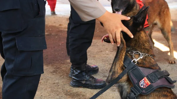 Członek Policji Zespołu Specjaliści Psów Tropiących Podczas Szkolenia Batang Indonesia — Zdjęcie stockowe