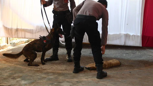 Membro Della Polizia Del Team Specialisti Cani Fiuto Durante Allenamento — Foto Stock