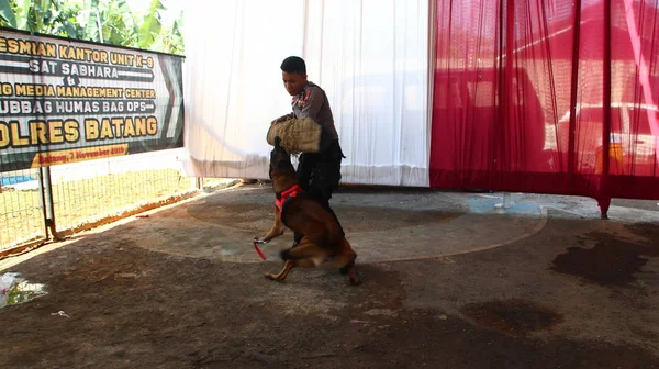 Membro Della Polizia Del Team Specialisti Cani Fiuto Durante Allenamento — Foto Stock