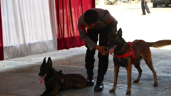 Membro Della Polizia Del Team Specialisti Cani Fiuto Durante Allenamento — Foto Stock