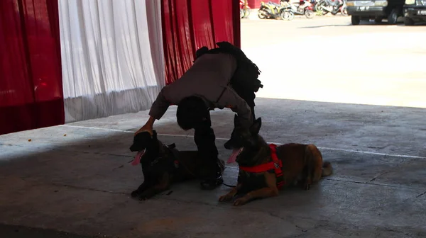 Membro Della Polizia Del Team Specialisti Cani Fiuto Durante Allenamento — Foto Stock