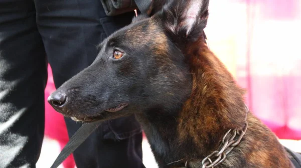 Membro Della Polizia Del Team Specialisti Cani Fiuto Durante Allenamento — Foto Stock