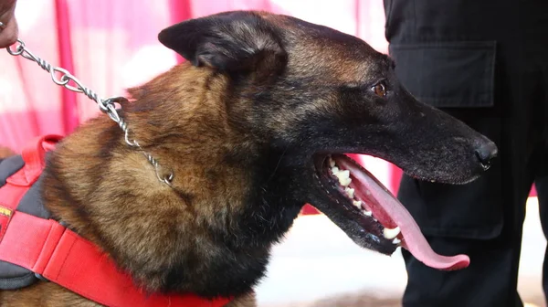 Membro Della Polizia Del Team Specialisti Cani Fiuto Durante Allenamento — Foto Stock