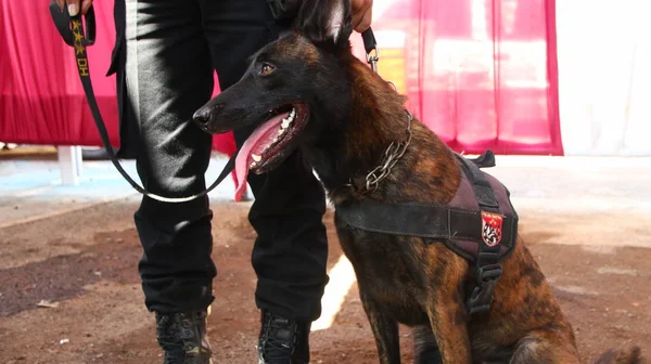 Membro Della Polizia Del Team Specialisti Cani Fiuto Durante Allenamento — Foto Stock