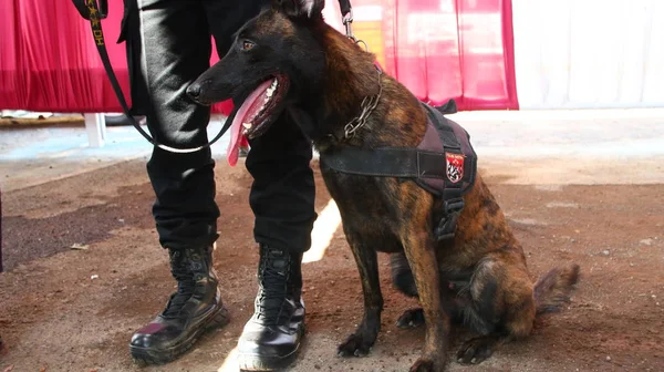 Membro Della Polizia Del Team Specialisti Cani Fiuto Durante Allenamento — Foto Stock