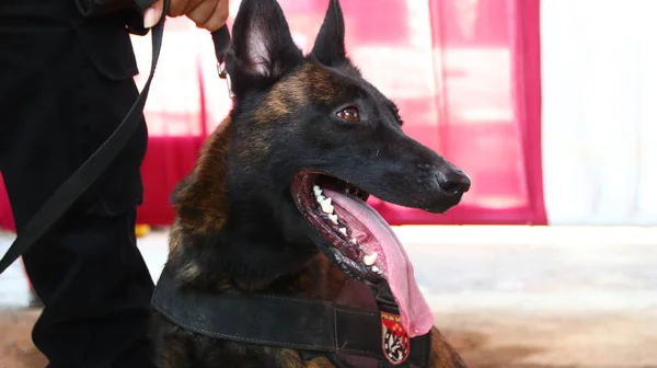 Membro Della Polizia Del Team Specialisti Cani Fiuto Durante Allenamento — Foto Stock