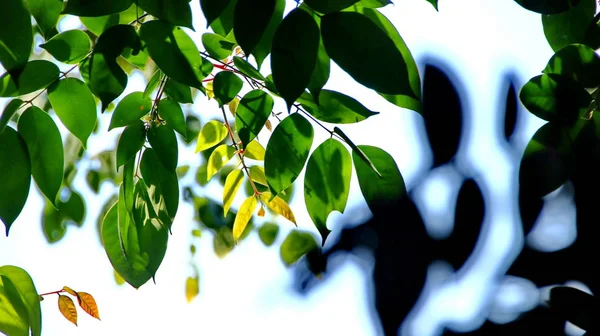 Tutup pemandangan indah daun hijau alam pada latar langit hijau kabur — Stok Foto