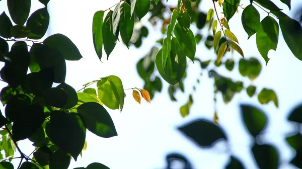 Close up bela vista da natureza folhas verdes no fundo do céu vegetação borrada — Fotografia de Stock