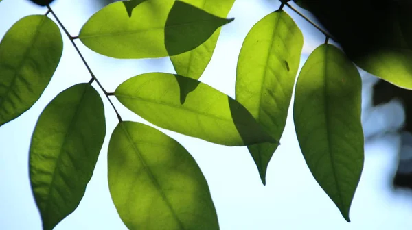 Close Bella Vista Della Natura Foglie Verdi Sfondo Cielo Verde — Foto Stock