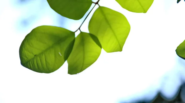 Закрыть красивый вид на природу зелеными листьями на размытом зеленом фоне неба — стоковое фото