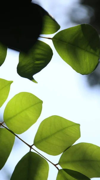 Close up bela vista da natureza folhas verdes no fundo do céu vegetação borrada — Fotografia de Stock