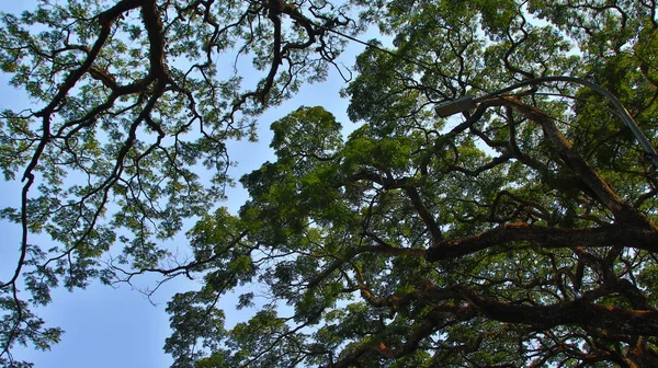 Árvores Sombrias Vistas Baixo Com Céu Azul — Fotografia de Stock