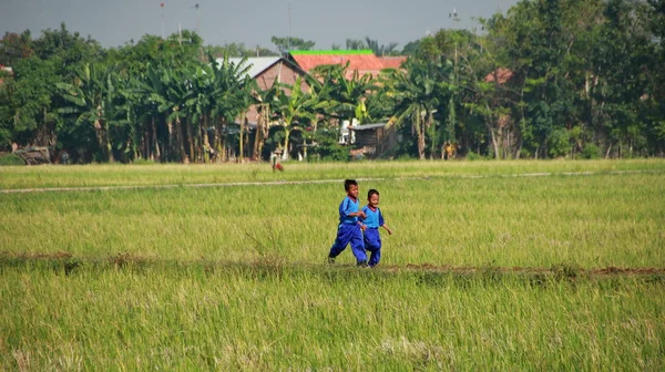 Lkokul Öğrencileri Pirinç Tarlalarında Oynarken Egzersiz Yaparken Batang Endonezya Kasım — Stok fotoğraf