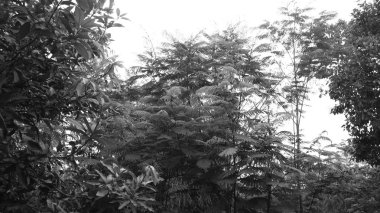 Soyut ağaç hareket halinde. Tropik plajda yaz rüzgarında hareket eden beyaz ve siyah yapraklar, seyahat blogu, tasarım şablonu, dergiler için ideal.