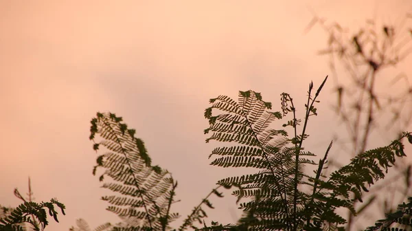 Abstract Tree Leaves Motion Colorful Leaves Retro Style Moving Summer — ストック写真