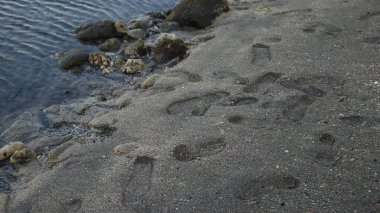 Kumsaldaki kayalar sabahları gridir. Daha az ışık, odak dışı ve arka plan için uygundur.