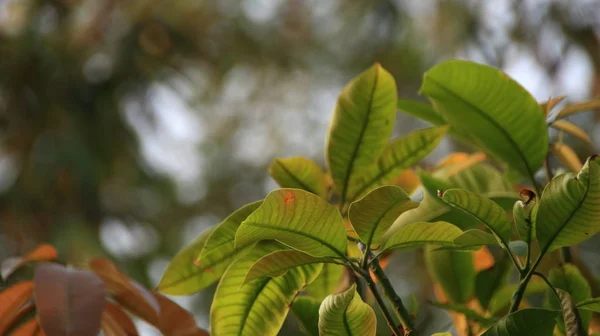 Mango Leaf Tree Tree Photographed Selective Focus Background Bokeh — Stockfoto