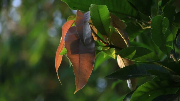 Mango Leaf Tree Tree Photographed Selective Focus Background Bokeh — Stockfoto