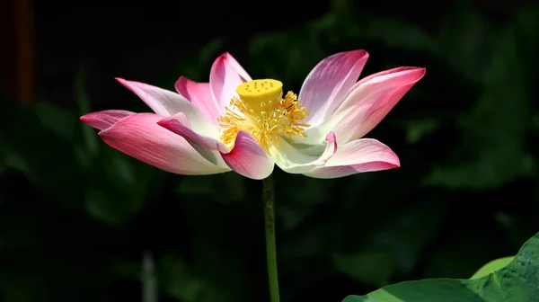 Natürliche Lotusblume blüht in einem schönen Garten, — Stockfoto