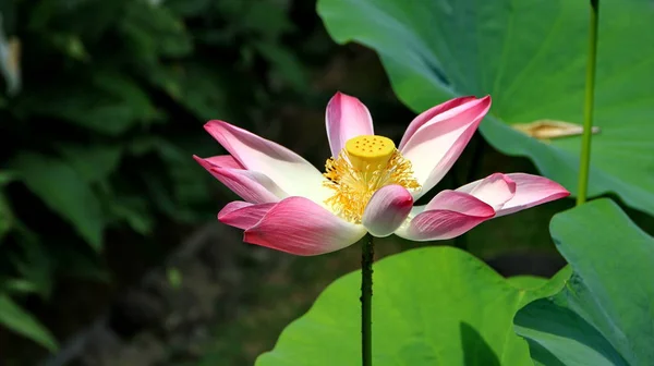 Natürliche Lotusblume blüht in einem schönen Garten, — Stockfoto