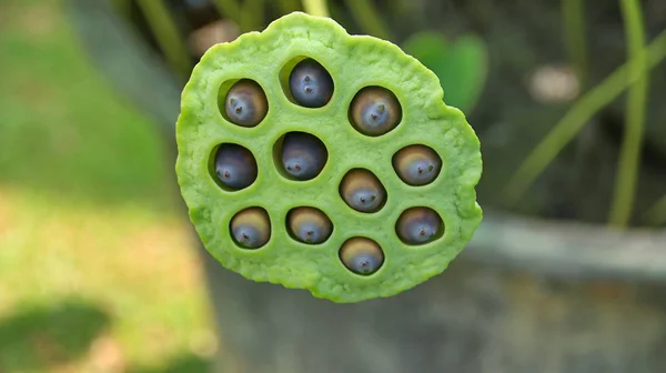 Fleur de Lotus Naturelle fleurit dans un beau jardin , — Photo