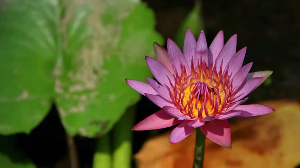 Flor de Loto Natural Florece en un hermoso jardín , —  Fotos de Stock