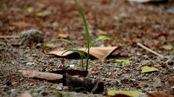 Dry leaves and grass on dry clay — Stock Photo, Image