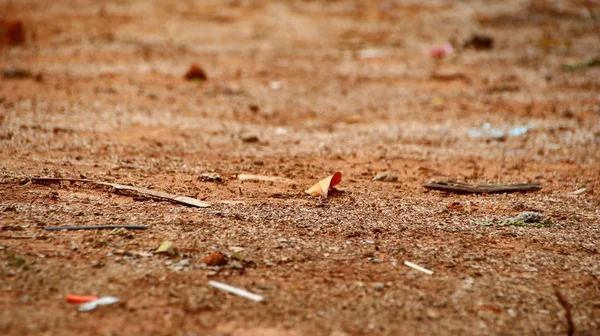 Droge bladeren en gras op droge klei — Stockfoto