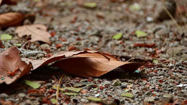 마른 진흙 위에 마른 나뭇잎 과 풀 — 스톡 사진