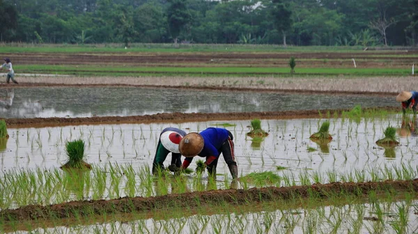 Zemědělci při výsadbě semen rýže na rýžových polích — Stock fotografie