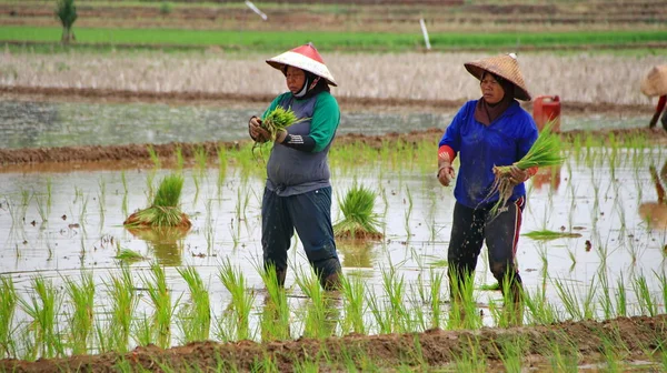 Agricultores ao plantar sementes de arroz em campos de arroz — Fotografia de Stock
