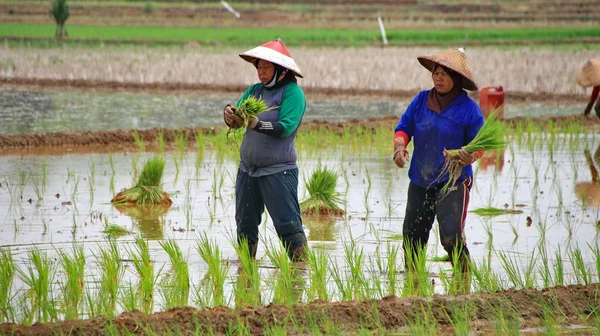 Petani ketika menanam bibit padi di sawah — Stok Foto