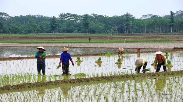 Agricultores al plantar semillas de arroz en campos de arroz — Foto de Stock