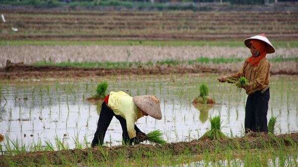 Petani ketika menanam bibit padi di sawah — Stok Foto