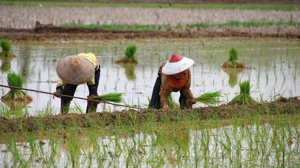 Farmers when planting rice seeds in rice fiel — ストック写真