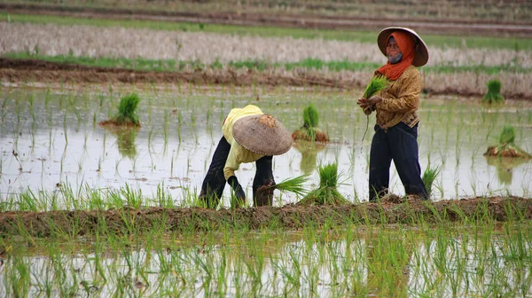 Farmers when planting rice seeds in rice fiel — ストック写真