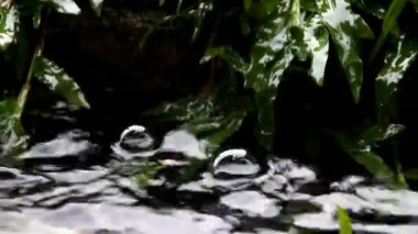 Dark background shot of rain falling. Rain water drop falling to the stone in heavy rain day