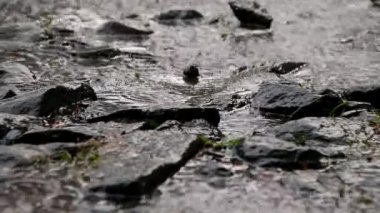 Dark background shot of rain falling. Rain water drop falling to the stone in heavy rain day