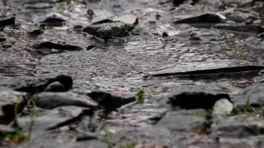 Dark background shot of rain falling. Rain water drop falling to the stone in heavy rain day