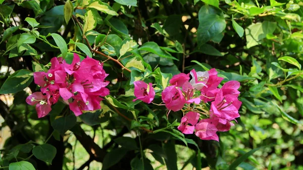 紙の花やブーゲンビリアは人気の観賞植物です。. — ストック写真