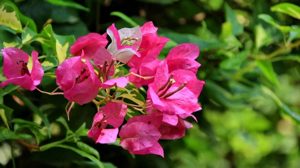 Pappersblommor eller bougainvillea är populära prydnadsväxter. — Stockfoto