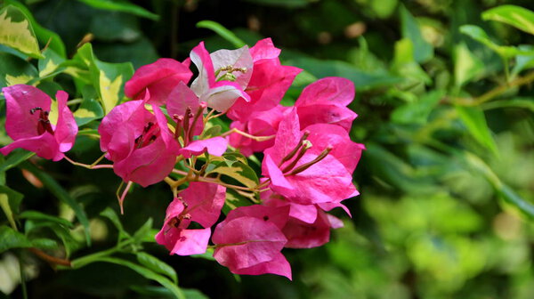  Paper flowers or bougainvillea are popular ornamental plants.