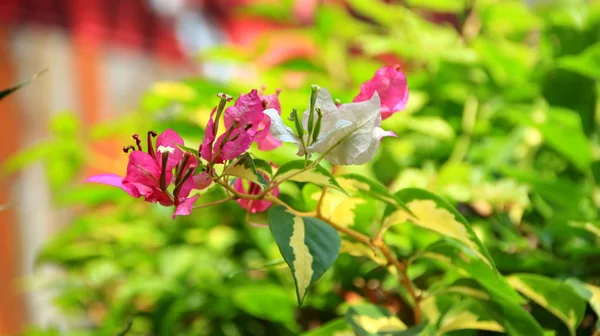 Paper flowers or bougainvillea are popular ornamental plants. — Stock Photo, Image