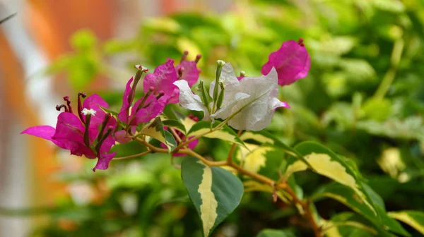 Paper flowers or bougainvillea are popular ornamental plants. — Stock Photo, Image