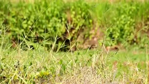 mauvaises herbes dans les champs qui soufflent dans le vent 