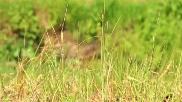 Onkruid Velden Die Waait Wind — Stockvideo