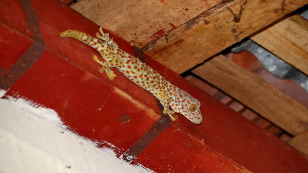 Grote gekko die is bevestigd aan een houten plank boven een gebouw — Stockfoto