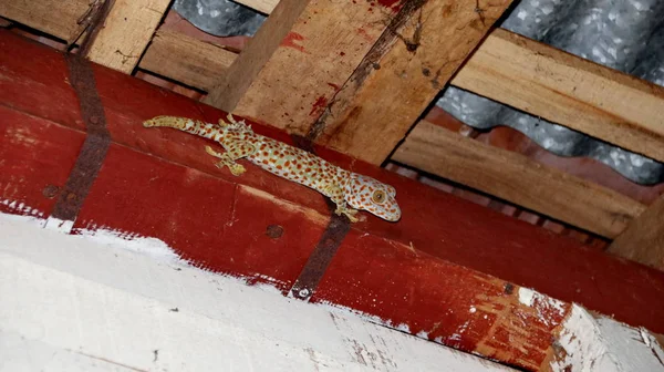 Large gecko that is attached to a wooden board above a building — 스톡 사진