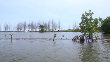  Mangrove orman parkının güzelliği
